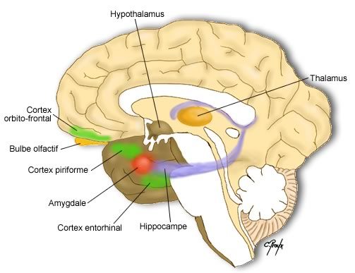 Qu est ce que le système limbique et quels sont ses fonctions