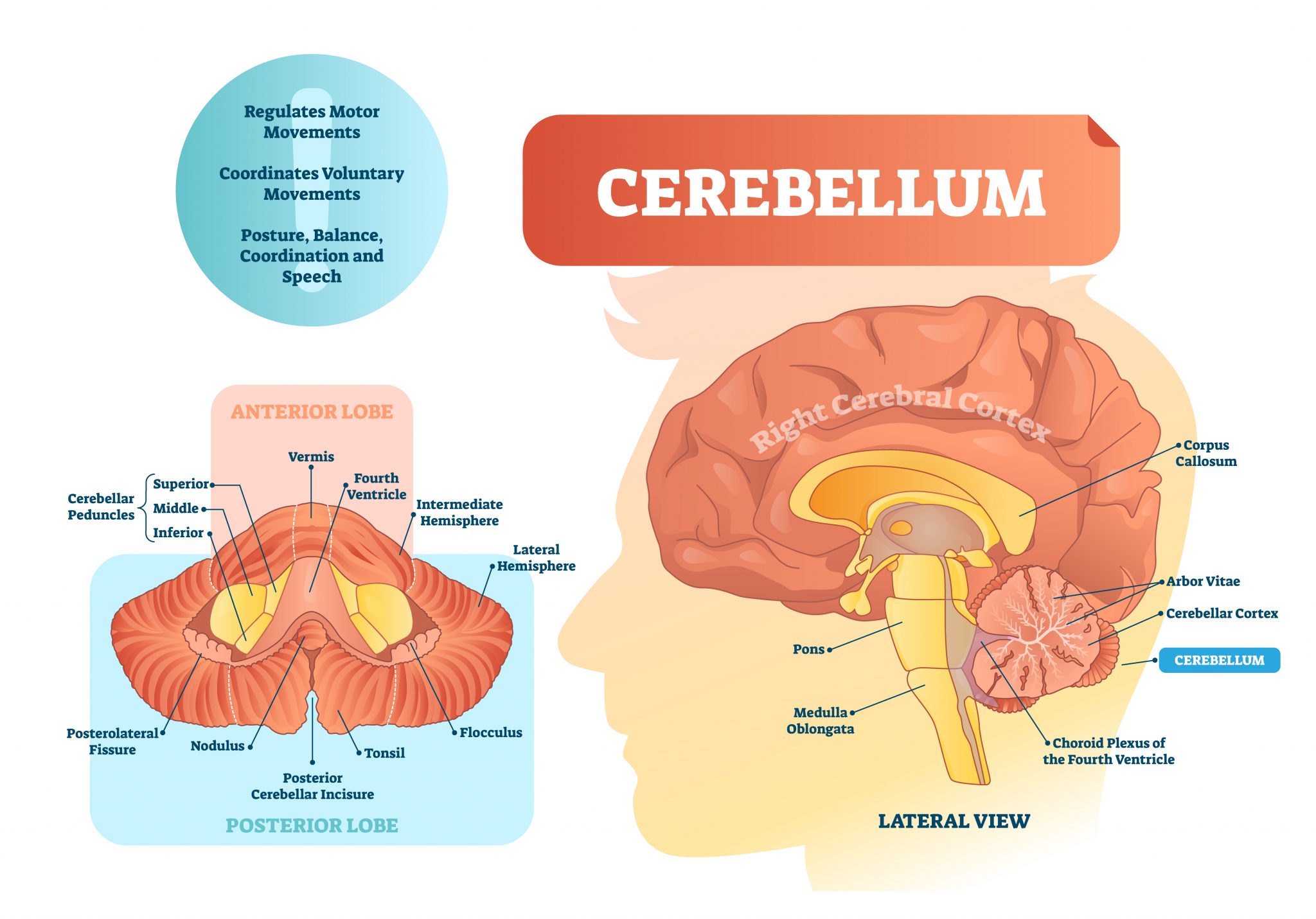 Cerebellum An Organ For Much More Than Motor Coordination