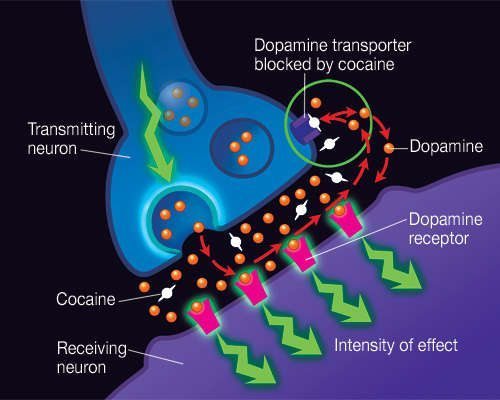 Funções do neurônio dopamina-cocaína