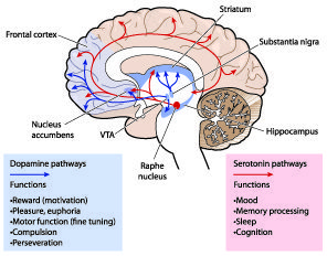 Funções da memória de dopamina