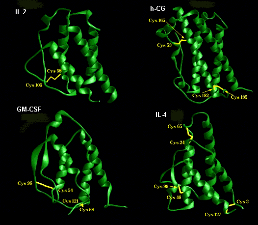 Types of Hormones