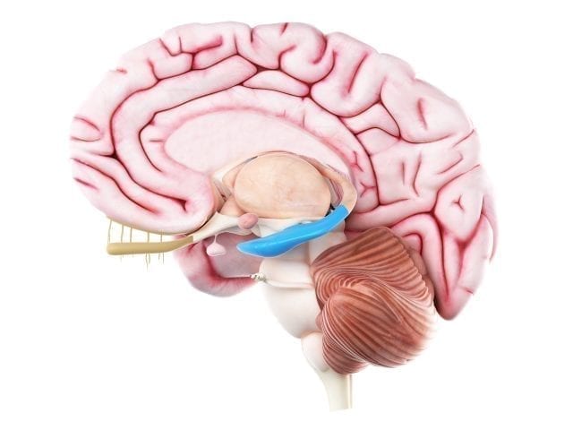 Der Hippocampus befindet sich im mittleren Temporallappen
