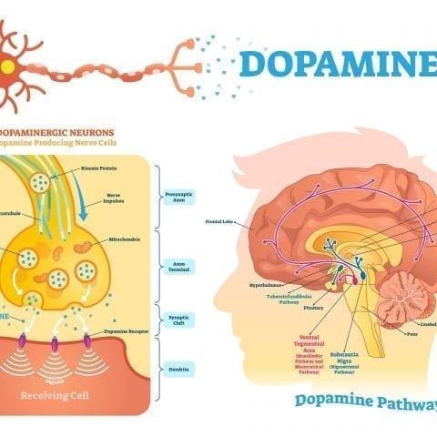 Comment pouvez-vous générer plus de dopamine ? Plongez directement dans le circuit du plaisir !