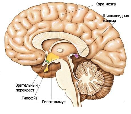 Где находится гипоталамус у человека в голове фото