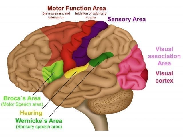 Sensory memory- Brain