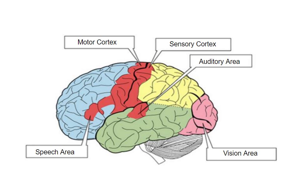 sensory-memory-the-motor-behind-your-hidden-abilities-cognifit-s-blog