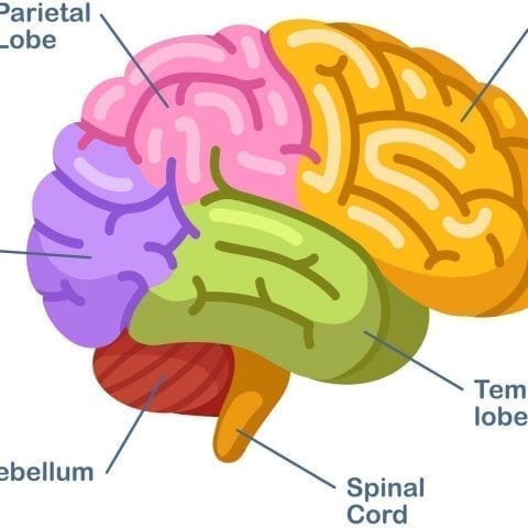 Frontal Lobe: Areas, functions and disorders related to it