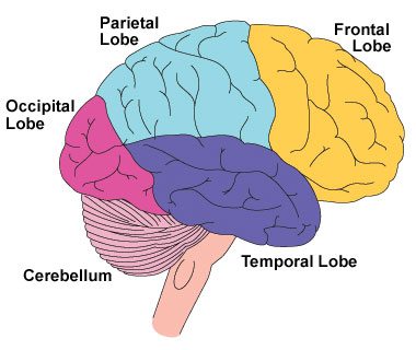 Frontal lobe: why is it so important? what happens if it ...