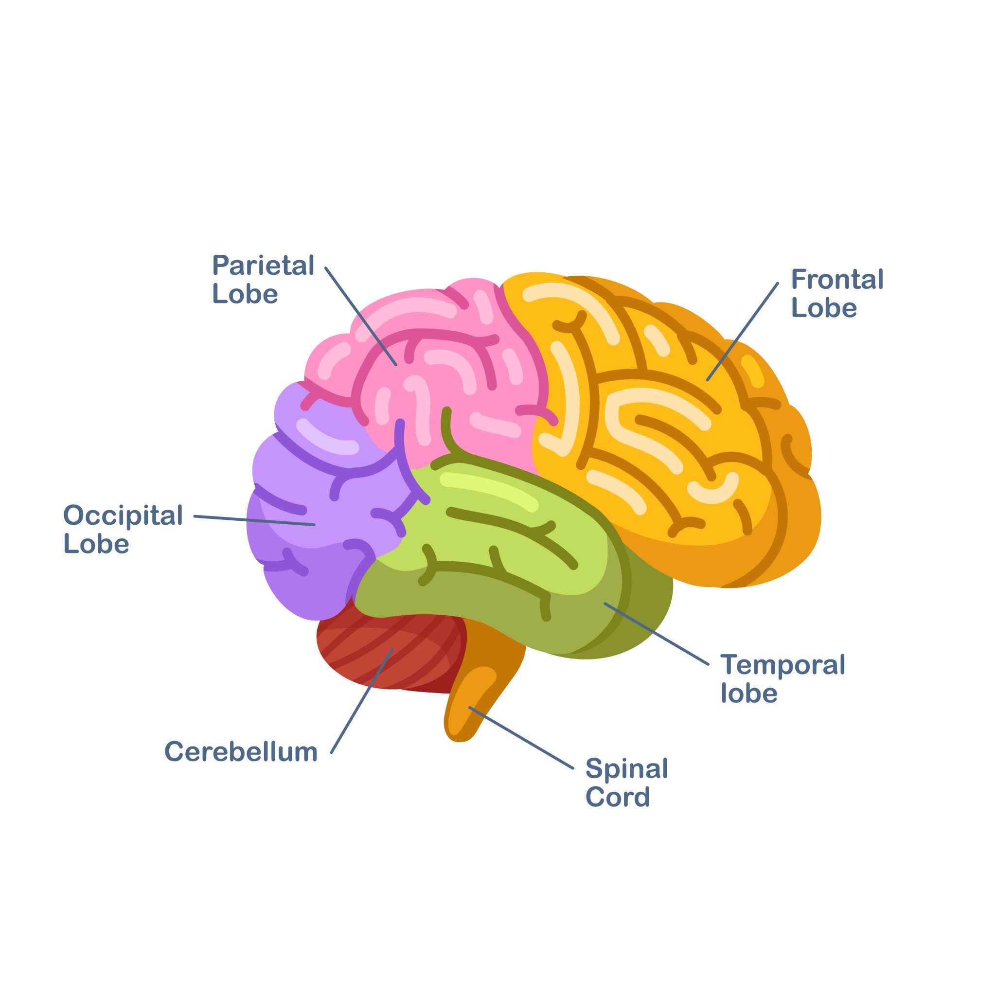case study of frontal lobe