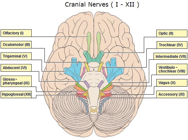 12 Pairs Of Cranial Nerves What Are They And What Are Their Functions