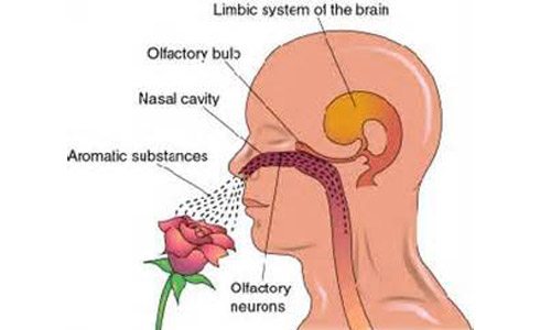 Image result for sense of smell