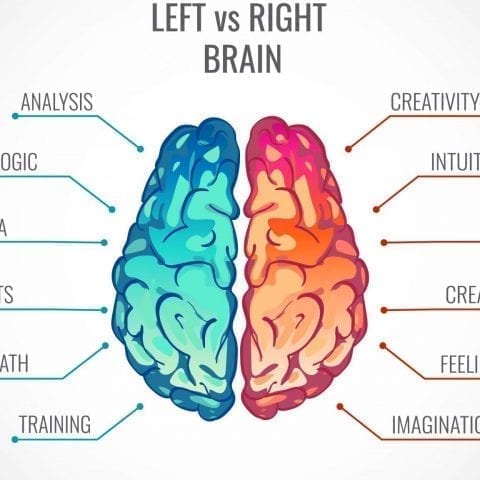 Left Brain, Right Brain: 9 Ways Our Brain Hemispheres Work Together