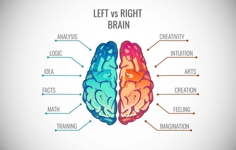 brain-hemispheres-everything-you-need-to-know-and-myths-debunked