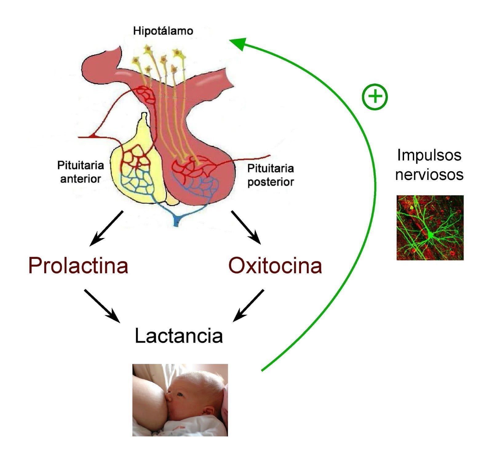 Resultado de imagen de feed back hormonal positivo