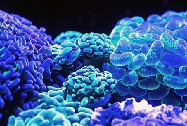 Neurotransmetteurs