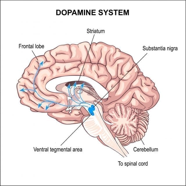Quelle est la relation entre la dopamine et la curiosité ?