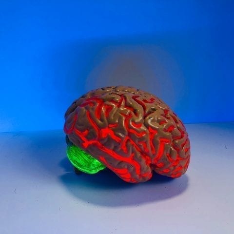 Comment apprend notre cerveau : neuroéducation et facteurs qui favorisent l'apprentissage