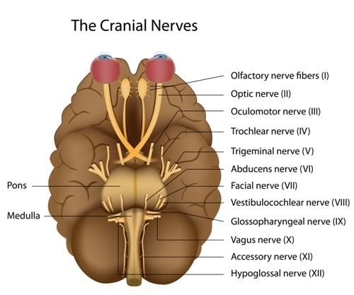 The Cranial Nerves of the Brain