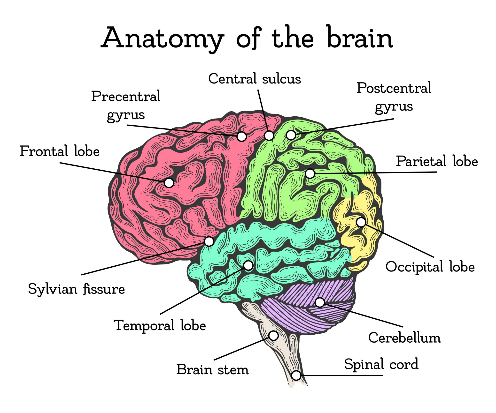 main parts of the brain