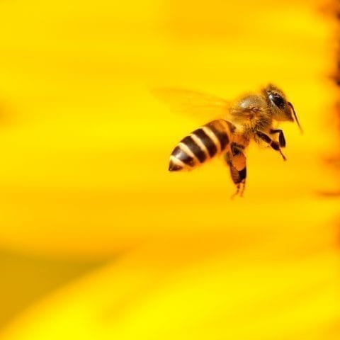 Are bees able to rejuvenate their brains
