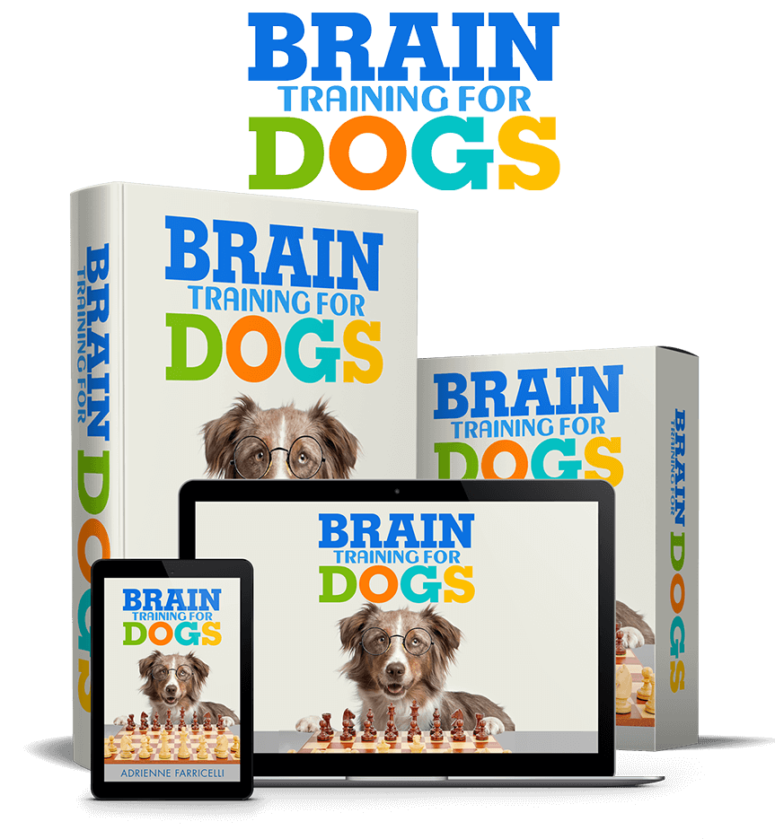 Brain Training for Dogs – Online Dog Training Near Me - CogniFit Blog: Brain  Health News
