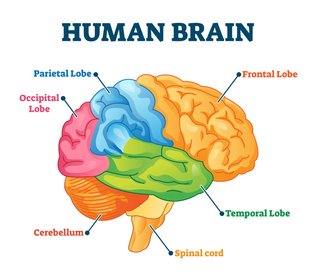 Parts of the human brain: Anatomy and how the brain works