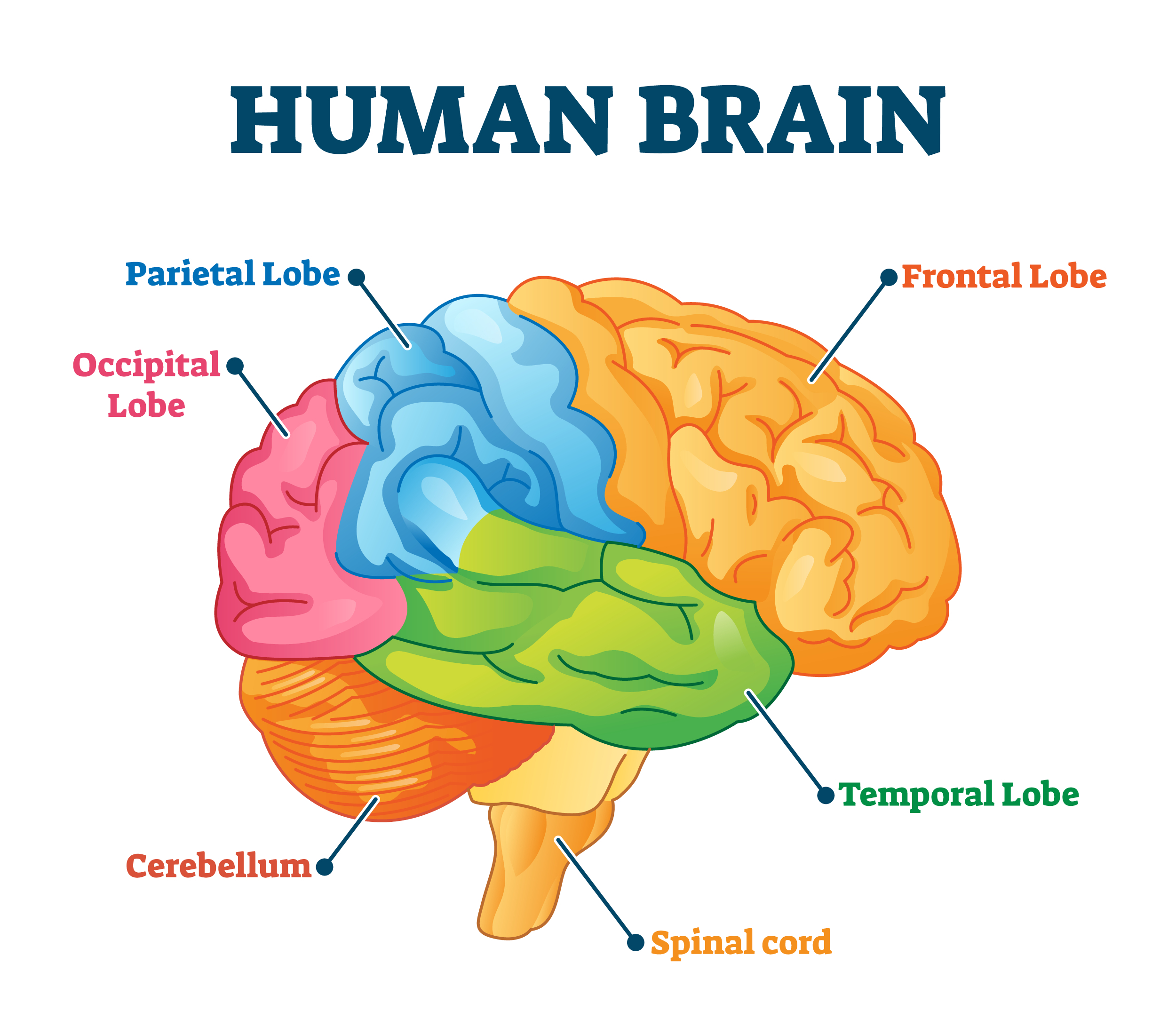 Main Parts Of The Brain And Functions