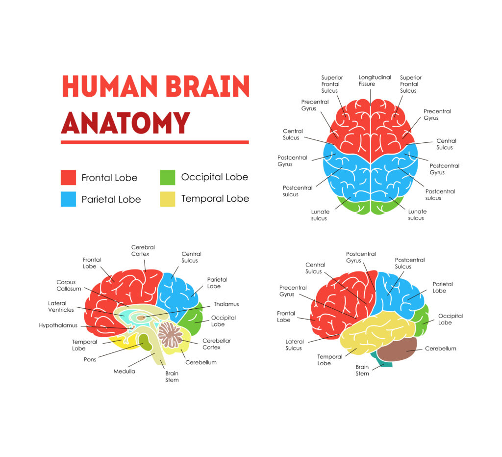 3 Main Parts of the 3 Pound Human Brain - CogniFit Blog: Brain Health News